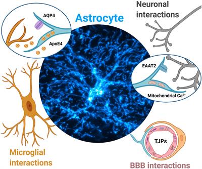 Emerging Roles for Aberrant Astrocytic Calcium Signals in Parkinson’s Disease